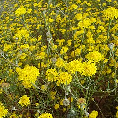 chaenactis glabriuscula var glabriuscula